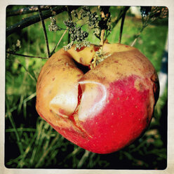 Flea-bitten apple on a tree, Hamburg, Germany - SEF000420