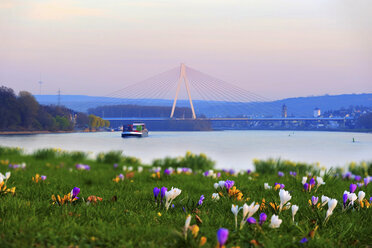 Deutschland, Rheinland-Pfalz, Neuwied, Raiffeisenbrücke, Weißenthurm, Rhein, Wiese mit Krokussen im Frühling - PA000244