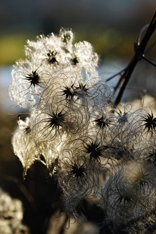 Deutschland, Köln, Clematis, Samenkapsel gegen die Herbstsonne, lizenzfreies Stockfoto