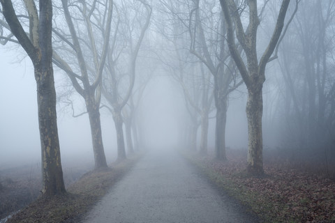 Germany, Baden-Wuerttemberg, Constance district, avenue of plane trees in fog stock photo