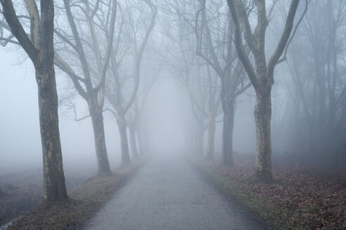 Deutschland, Baden-Württemberg, Landkreis Konstanz, Platanenallee im Nebel - ELF000810