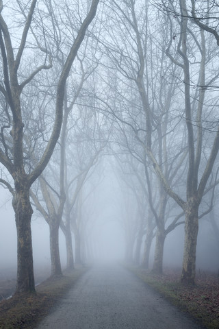 Germany, Baden-Wuerttemberg, Constance district, avenue of plane trees in fog stock photo