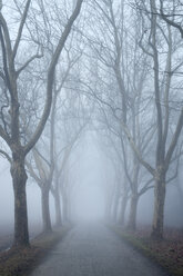 Deutschland, Baden-Württemberg, Landkreis Konstanz, Platanenallee im Nebel - ELF000807