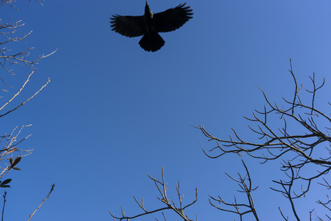 Japan, Amsel am blauen Himmel, lizenzfreies Stockfoto