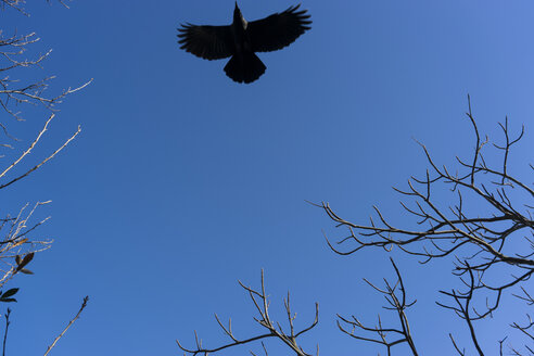 Japan, Amsel am blauen Himmel - FLF000356