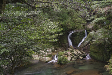 Japan, Wasserfall im Regenwald auf der Insel Yakushima - FLF000359