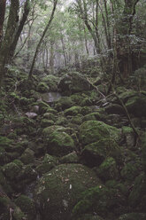 Japan, Wasserfall im Regenwald der Insel Yakushima, Unesco-Weltnaturerbe - FLF000360