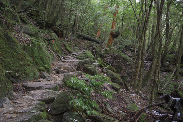 Japan, Waldweg im Regenwald der Insel Yakushima, Unesco-Weltnaturerbe - FLF000361