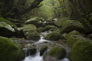 Japan, Waterfall in the rainforest of the Island Yakushima, Unesco World Heritage Natural Site - FLF000362