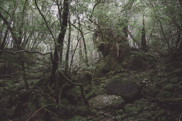 Japan, Regenwald auf der Insel Yakushima, Unesco-Weltnaturerbe - FL000364