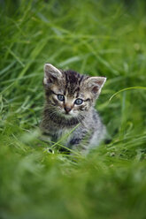 Tabby kitten (felis silvestris catus) sitting on grass - SLF000273