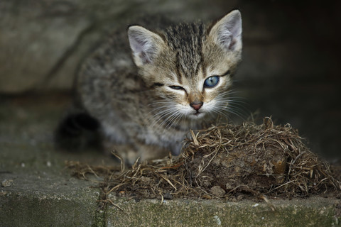 Tabby-Kätzchen (felis silvestris catus) mit einem offenen und einem geschlossenen Auge, lizenzfreies Stockfoto