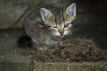 Tabby-Kätzchen (felis silvestris catus) mit einem offenen und einem geschlossenen Auge - SLF000254