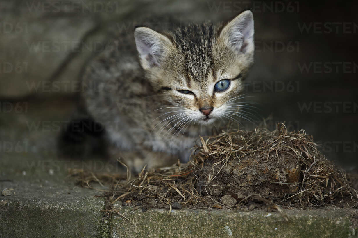 Tabby kitten felis silvestris catus with one eye open and one