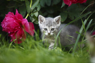 Gestromtes Kätzchen (felis silvestris catus) neben einer roten Pfingstrosenblüte stehend - SLF000274