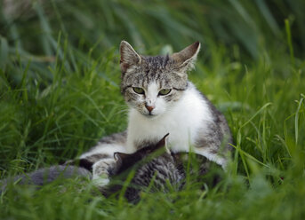 Katze mit Kätzchen (felis silvestris catus) im Gras liegend - SLF000275