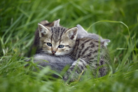 Drei getigerte Kätzchen (felis silvestris catus) im Gras liegend, lizenzfreies Stockfoto