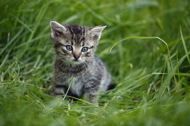 Tabby-Kätzchen (felis silvestris catus) sitzt im Gras - SLF000255