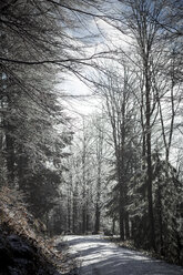 Deutschland, Bayern, Bodenmais, Weg durch winterlichen Wald - SBDF000449