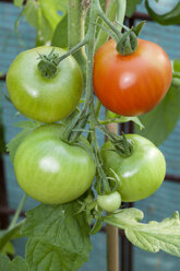 Germany, Solanum lycopersicum, unripe and ripe beef tomatos in a greenhouse - WIF000305