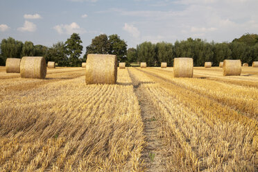 Germany, North Rhine-Westphalia, Kamen, straw bales on stubble field - WIF000311