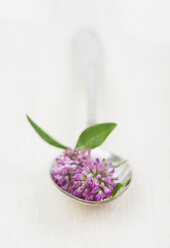 Löffel mit Blüten und Blättern von Rotklee (Trifolium pratense) auf weißem Grund - GWF002478