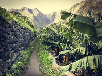 Weg durch eine Bananenplantage, Hermigua, La Gomera, Spanien - DISF000340