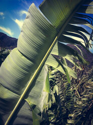 Bananenblatt und Banane (Musa paradisiaca x), Hermigua, La Gomera, Spanien - DISF000343