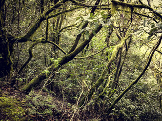 Nebelwald im Garajonay-Nationalpark, La Gomera, Spanien - DISF000355