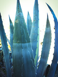 Agave (Agave americana), La Gomera, Spanien - DISF000363