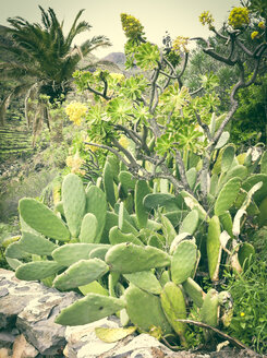 Feigenkaktus (Opuntia), Goldgelbes Aeonium (Aeonium holochrysum), Kanarische Dattelpalme (Phoenix canariensis), La Gomera, Spanien - DISF000369