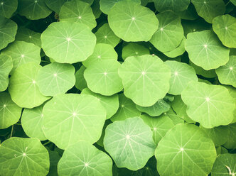 Leaves the Great nasturtium (Tropaeolum majus), La Gomera, Spain - DISF000371