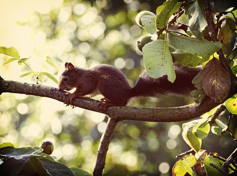 Deutschland, Rotes Eichhörnchen (Sciurus vulgaris) auf Ast sitzend auf Walnussbaum, lizenzfreies Stockfoto