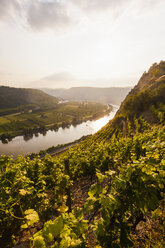 Germany, Rhine-Palatinate, View of Moselle Valley near Dieblich, vineyards at Moselle river - WDF002162