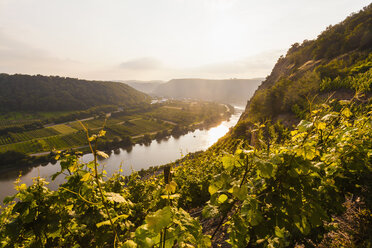 Germany, Rhine-Palatinate, View of Moselle Valley near Dieblich, vineyards at moselle river - WDF002161