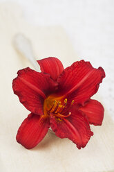 Blüte der Roten Taglilie (Hemerocallis), Nahaufnahme - GWF002497
