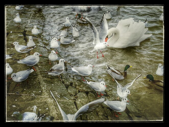 Möwen und Schwäne am Rhein, Rheinland-Pfalz, Deutschland - CSF020666