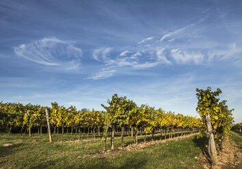 Österreich, Niederösterreich, Weinviertel, Straning, Reben im Herbst - DISF000385