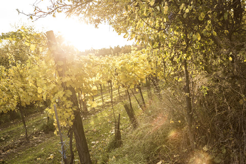 Österreich, Niederösterreich, Weinviertel, Straning, Reben im Herbst, lizenzfreies Stockfoto