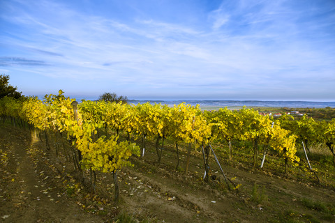 Österreich, Niederösterreich, Weinviertel, Straning, Reben im Herbst, lizenzfreies Stockfoto