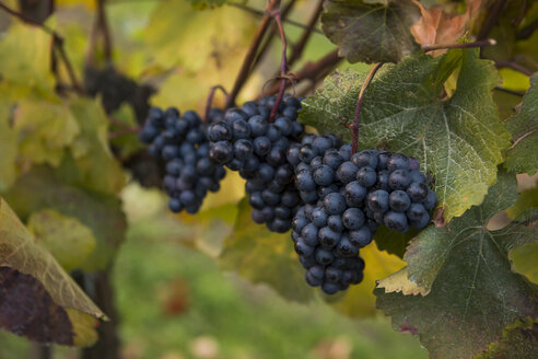 Österreich, Niederösterreich, Weinviertel, Straning, Weinstock, blaue Trauben im Herbst - DISF000382