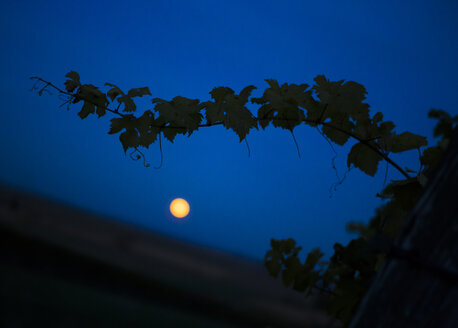 Österreich, Niederösterreich, Weinviertel, Straning, Weinrebe und Vollmond bei Nacht - DISF000384