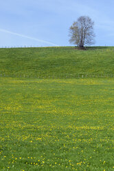 Germany, Bavaria, East Allgaeu, Hopferau, view to flowering meadow and single tree - GNF001277