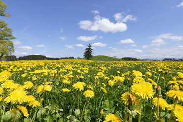 Deutschland, Bayern, Ostallgäu, Bernbeuren, Blick auf eine mit Löwenzahn (Taraxacum officinale) bewachsene Wiese - GNF001283