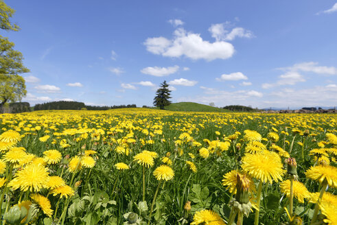 Germany, Bavaria, East Allgaeu, Bernbeuren, view to meadow covered with dandelions (Taraxacum officinale) - GNF001283