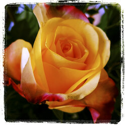 Orange Rose - HOHF000360