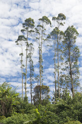 Sri Lanka, Ella, hohe Bäume - DRF000440
