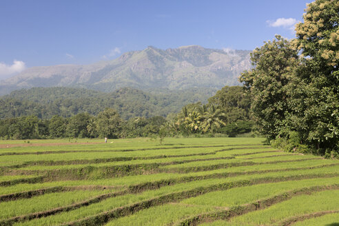 Sri Lanka, Tangale, Reisfelder - DRF000447