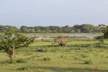 Sri Lanka, Südprovinz, Yala-Nationalpark, Elefantenkuh und Kalb - DRF000449