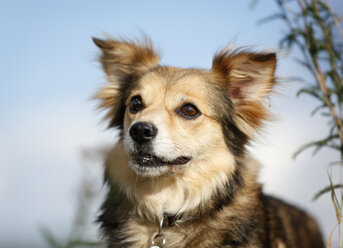 Portrait of mongrel in front of sky - SLF000299